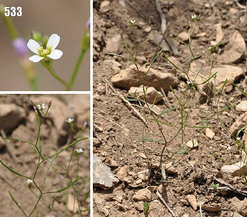 Atelanthera perpusilla: Atelanthera perpusilla