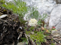 Athamanta cretensis (Athamanta cretensis)