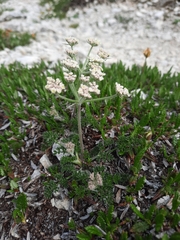 Athamanta cretensis (Athamanta cretensis)