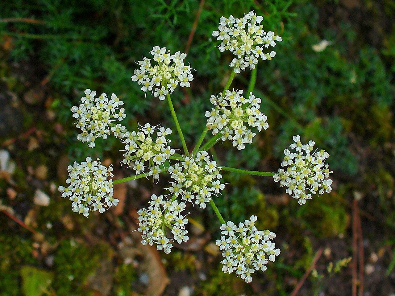 Athamanta cretensis: Athamanta cretensis , Apiaceae, Candy Carrot, inflorescence; Botanical Garden KIT, Karlsruhe, Germany.