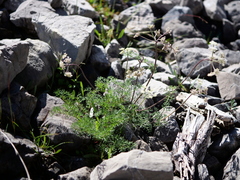 Athamanta cretensis (Athamanta cretensis)