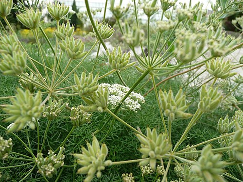 Athamanta cretensis: Athamanta cretensis , Botanischer Garten Erlangen, 2008