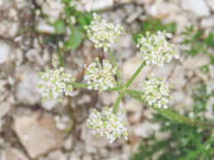 Athamanta cretensis (Athamanta cretensis)