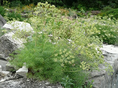 Athamanta cretensis: Athamanta cretensis , Botanischer Garten Erlangen, 2008