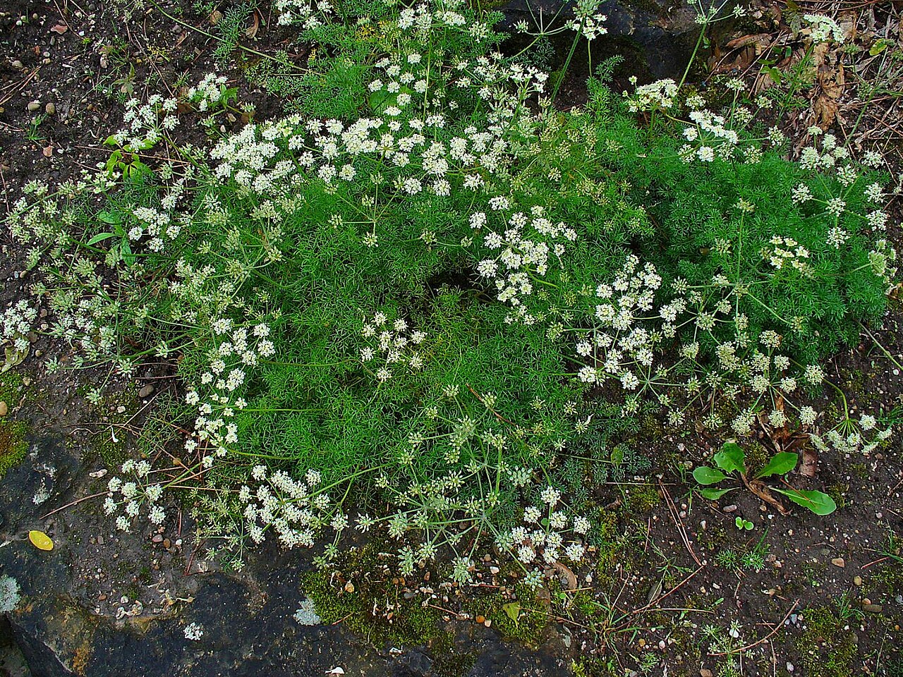 Athamanta cretensis: Athamanta cretensis , Apiaceae, Candy Carrot, habitus; Botanical Garden KIT, Karlsruhe, Germany.