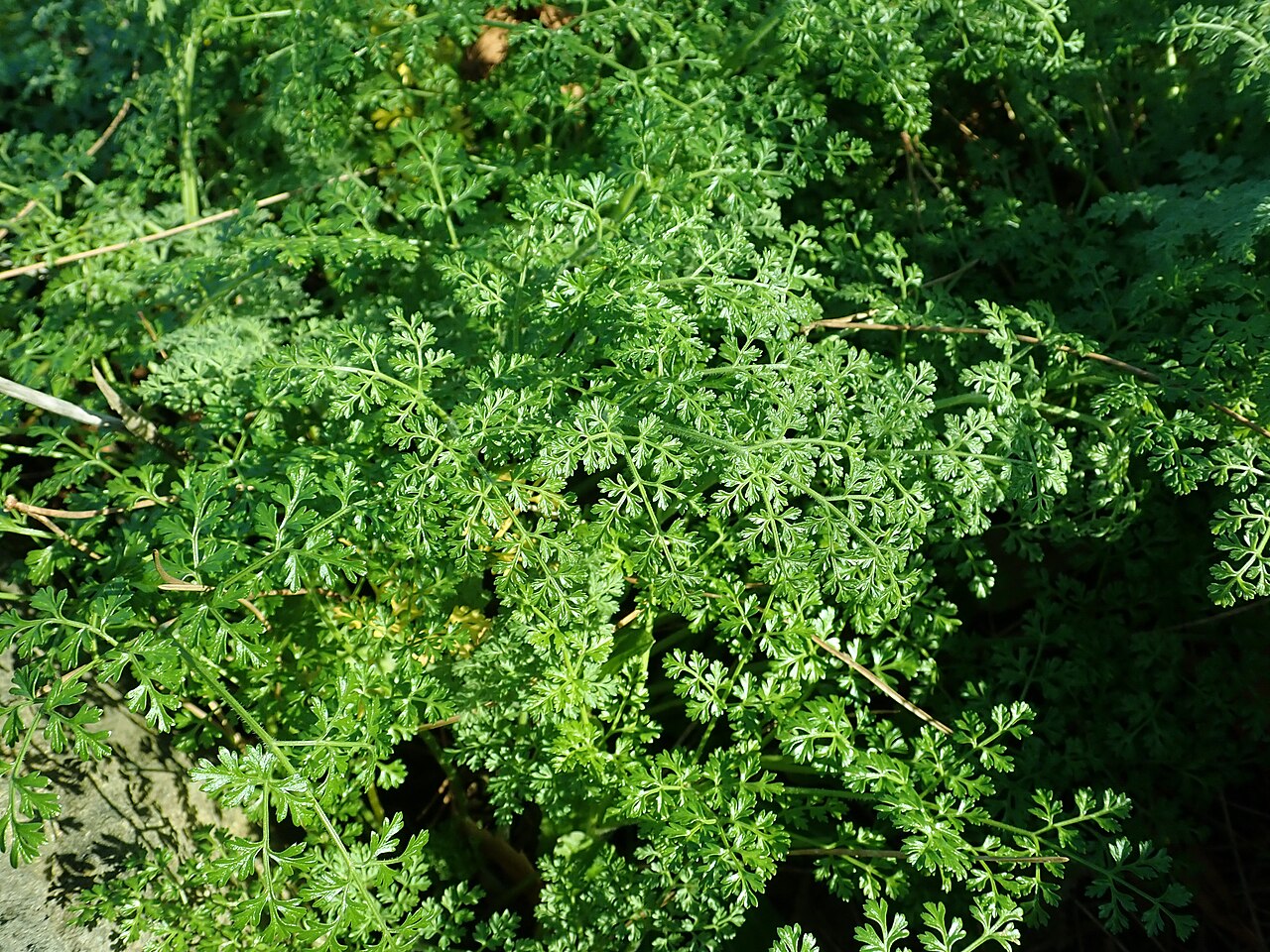 Athamantha sicula: Athamanta sicula , botanical garden in Berlin.