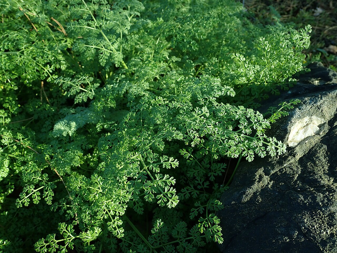 Athamantha sicula: Athamanta sicula , botanical garden in Berlin.