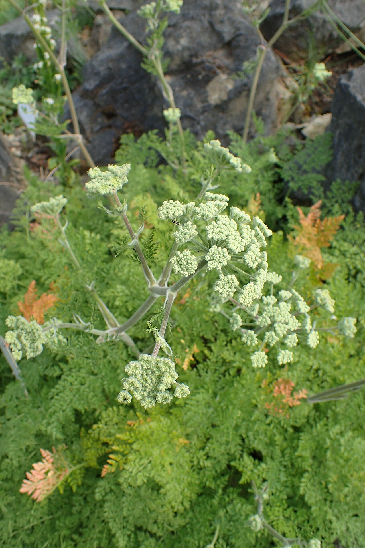 Athamantha sicula: Athamanta sicula in the Botanischer Garten, Berlin-Dahlem