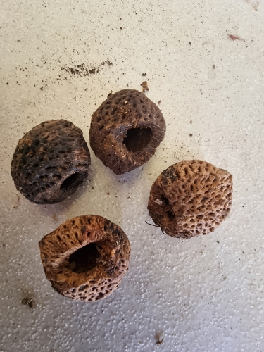 Atherton oak (Athertonia diversifolia)