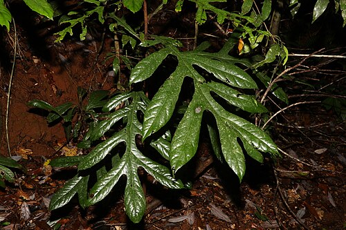 Atherton oak: Athertonia diversifolia