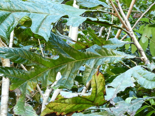 Atherton oak (Athertonia diversifolia)