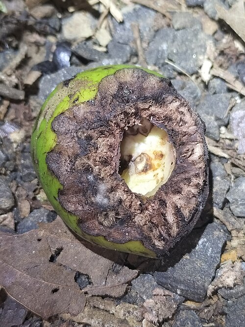 Atherton oak: Athertonia diversifolia