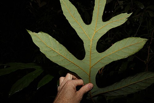 Atherton oak: Athertonia diversifolia