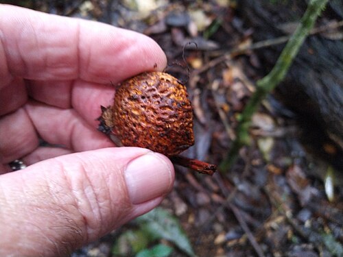 Atherton oak: Athertonia diversifolia