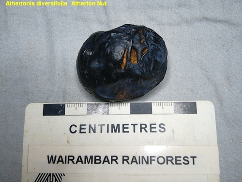 Atherton oak (Athertonia diversifolia)