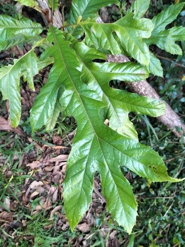 Atherton oak (Athertonia diversifolia)