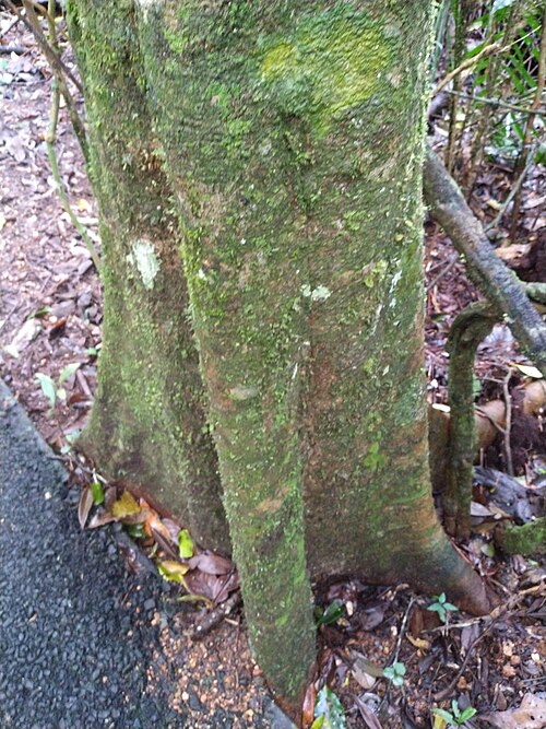 Atherton oak: Athertonia diversifolia