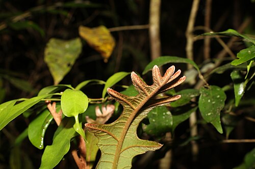 Atherton oak: Athertonia diversifolia