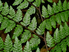 Athyrium erythropodum (Athyrium erythropodum)