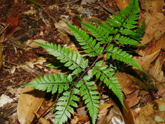 Athyrium erythropodum (Athyrium erythropodum)