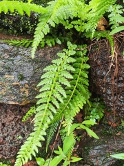 Athyrium hohenackerianum (Athyrium hohenackerianum)