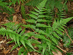 Athyrium leiopodum (Athyrium leiopodum)