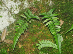 Athyrium leiopodum (Athyrium leiopodum)
