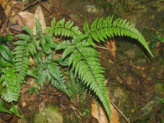 Athyrium leiopodum (Athyrium leiopodum)