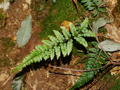 Athyrium leiopodum (Athyrium leiopodum)