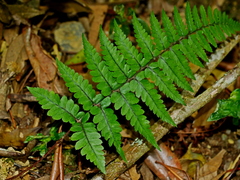 Athyrium leiopodum (Athyrium leiopodum)
