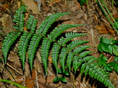 Athyrium leiopodum (Athyrium leiopodum)