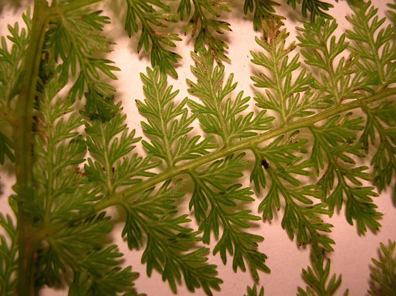 Akolea: Athyrium microphyllum (pinnae). Location: Maui, Makawao Forest Reserve