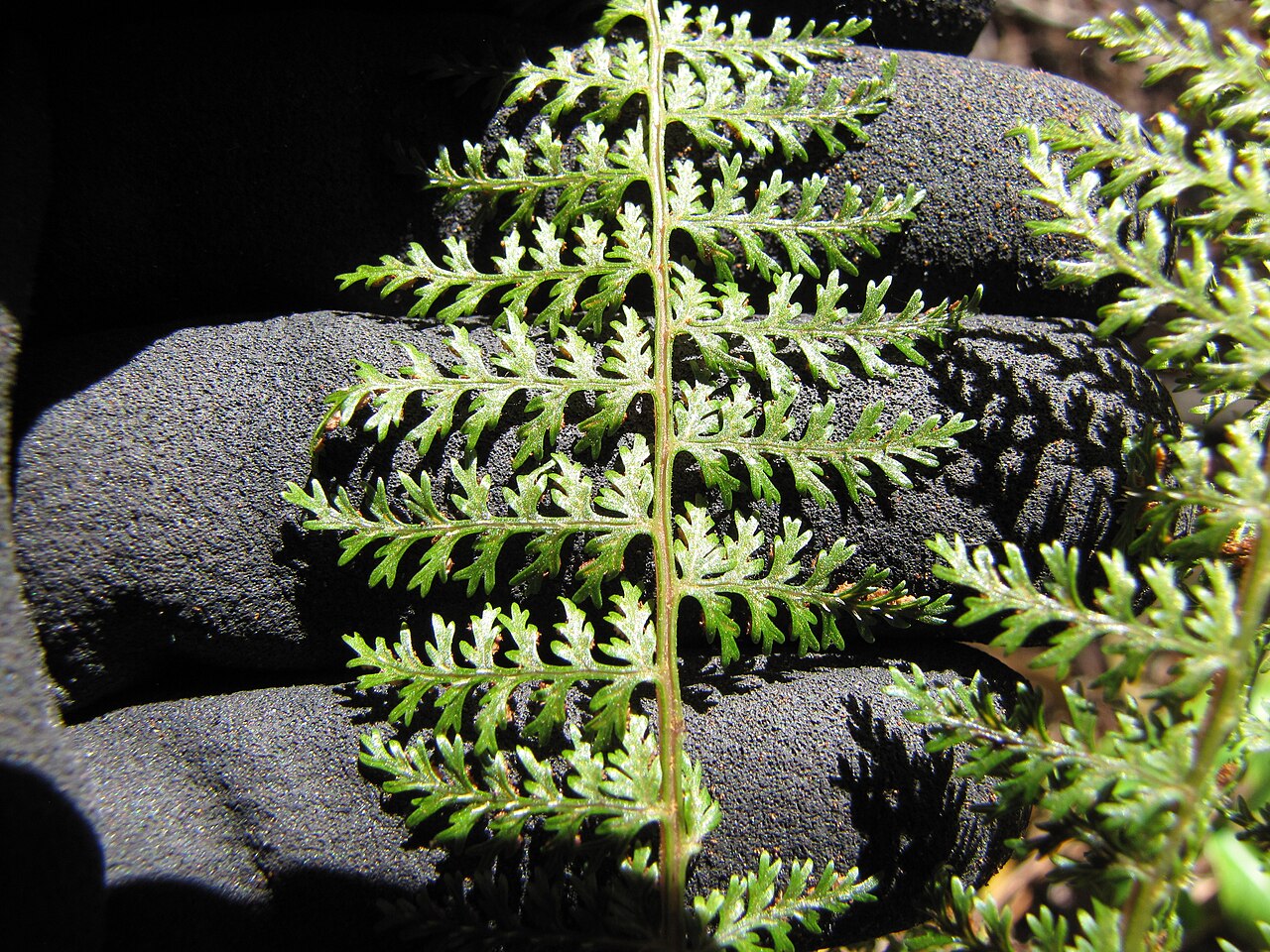 Akolea: Athyrium microphyllum (Akolea) Frond at Waikamoi Flume Rd, Maui, Hawaii. October 31, 2012 #121031-0504 Image Use Policy Also placed in Athyriaceae.