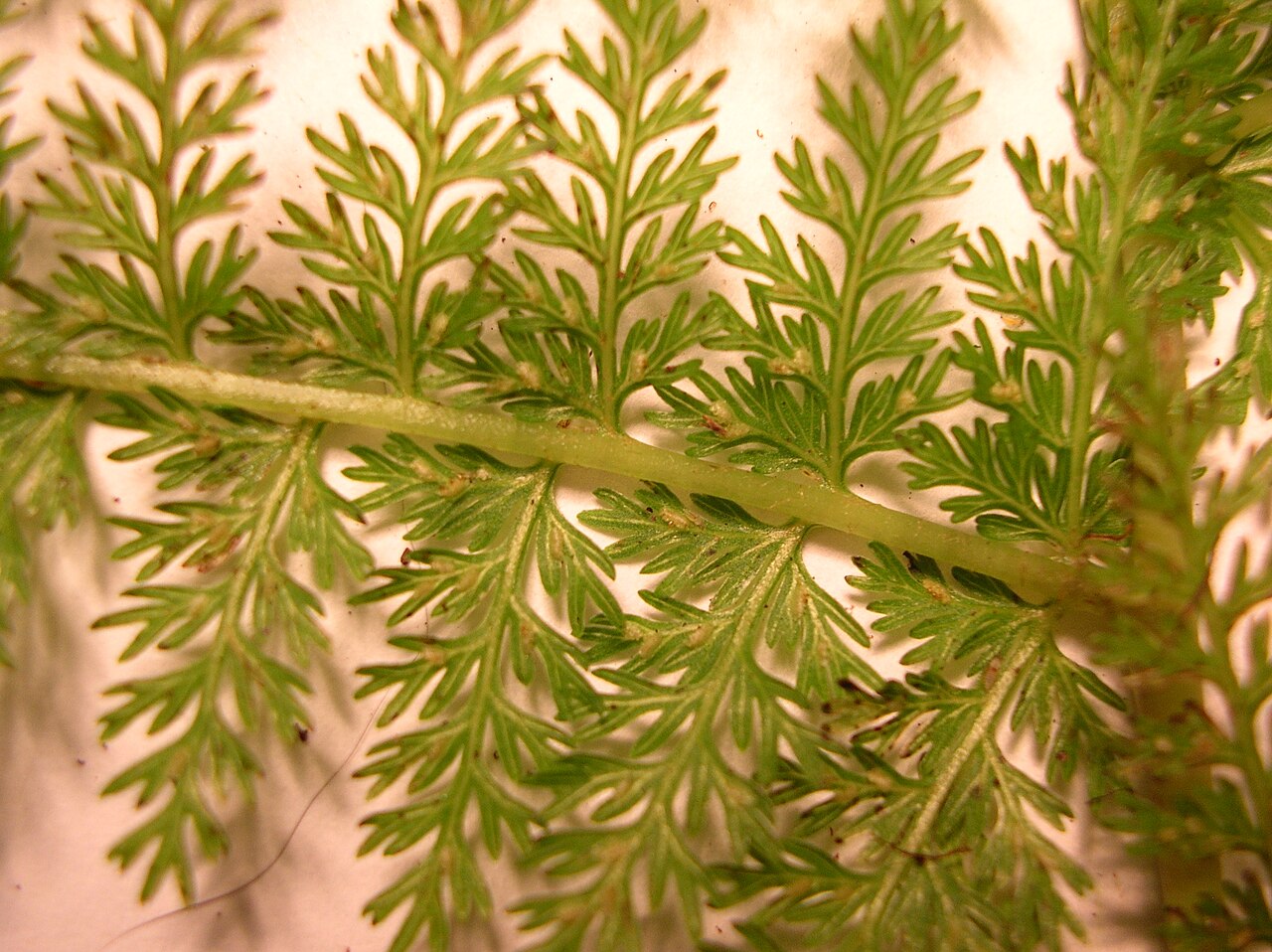 Akolea: Athyrium microphyllum (pinnae). Location: Maui, Makawao Forest Reserve