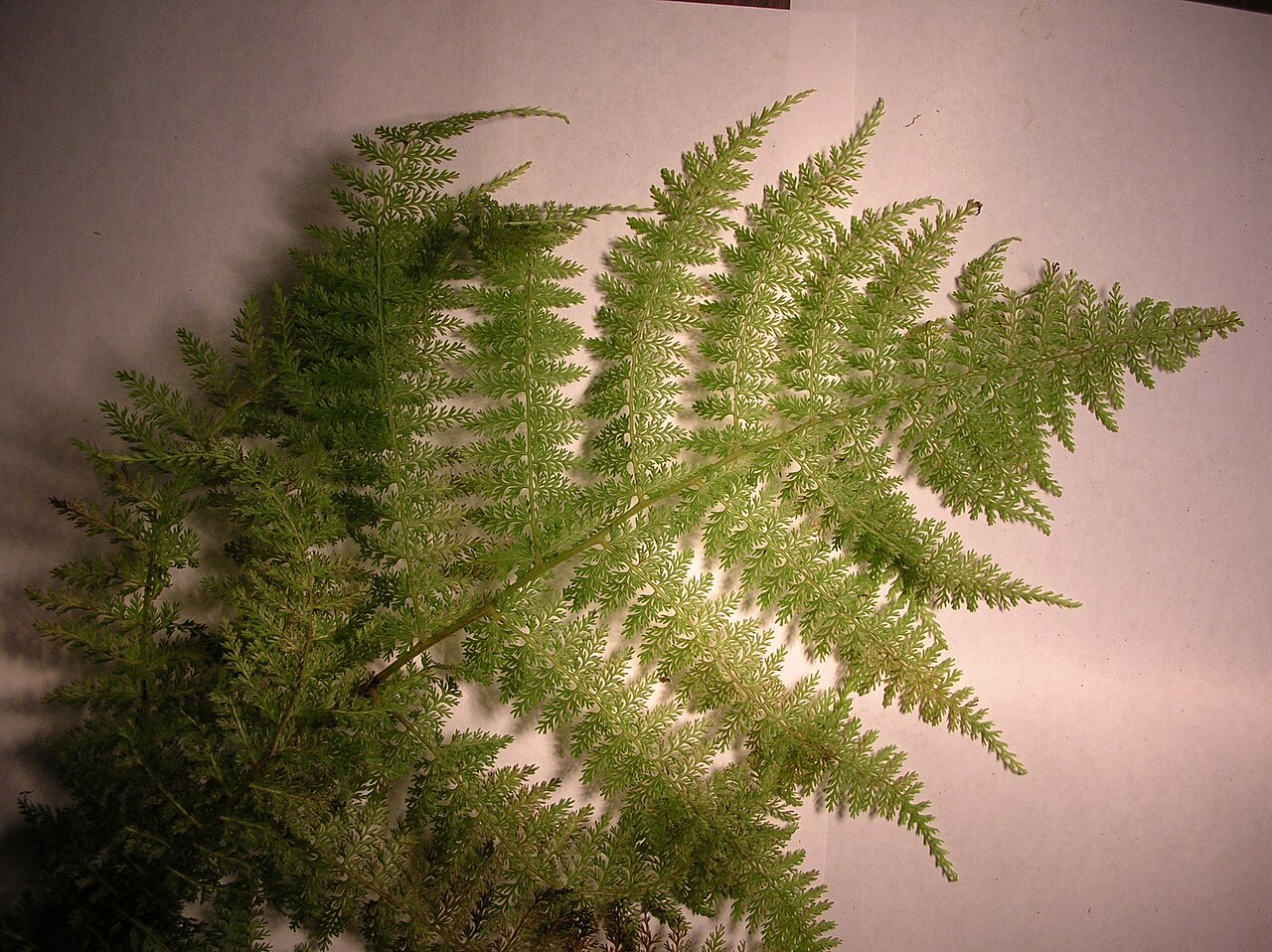 Akolea: Athyrium microphyllum (blade). Location: Maui, Makawao Forest Reserve