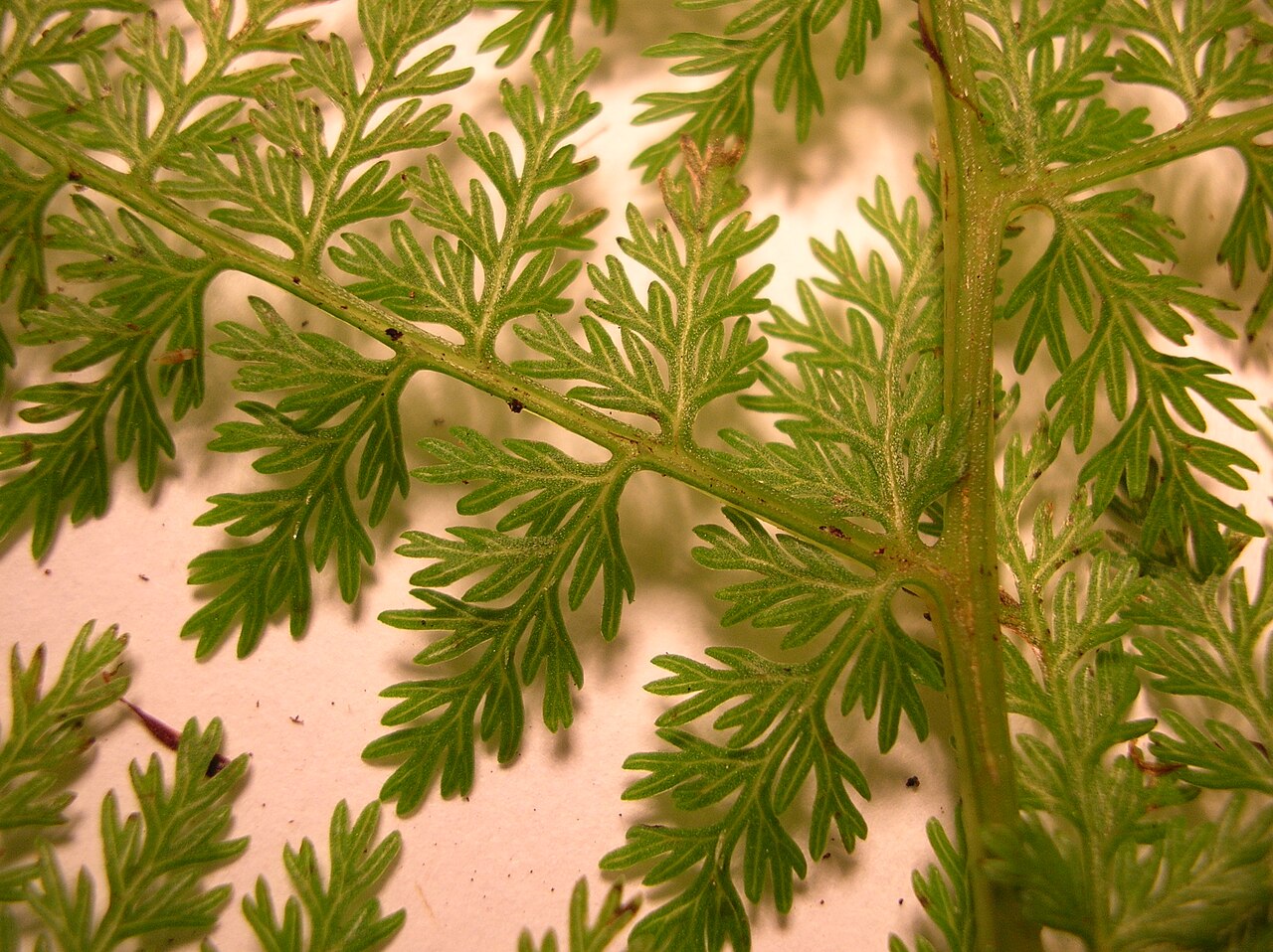 Akolea: Athyrium microphyllum (pinnae). Location: Maui, Makawao Forest Reserve