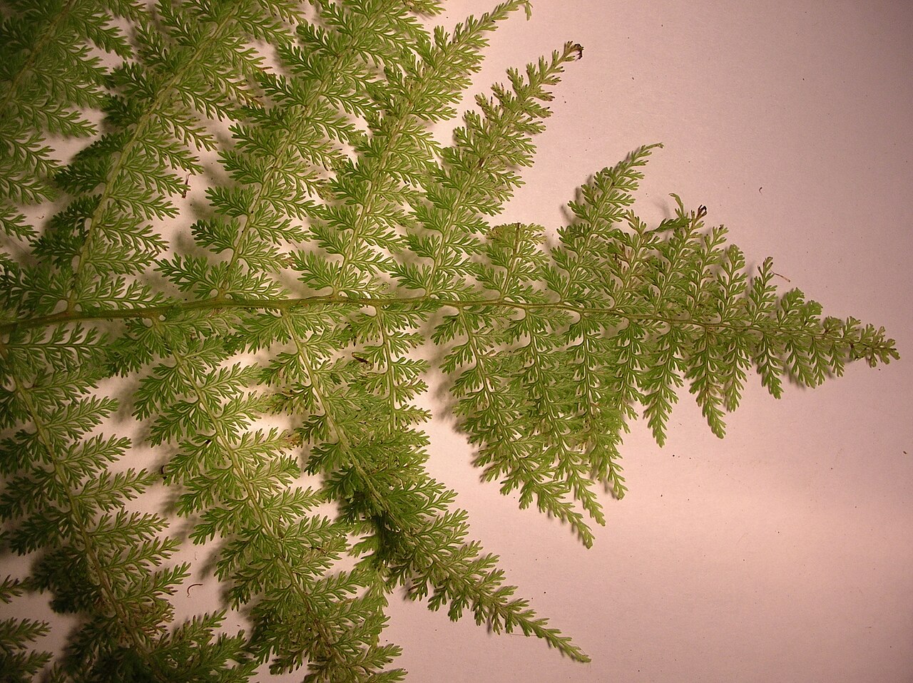 Akolea: Athyrium microphyllum (blade). Location: Maui, Makawao Forest Reserve
