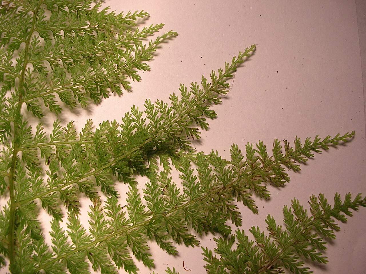 Akolea: Athyrium microphyllum (pinnae). Location: Maui, Makawao Forest Reserve
