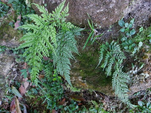 Athyrium minimum (Athyrium minimum)