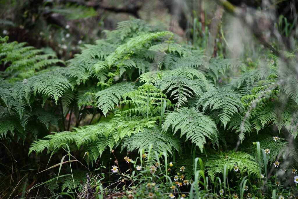 Athyrium newtonii (Athyrium newtonii)
