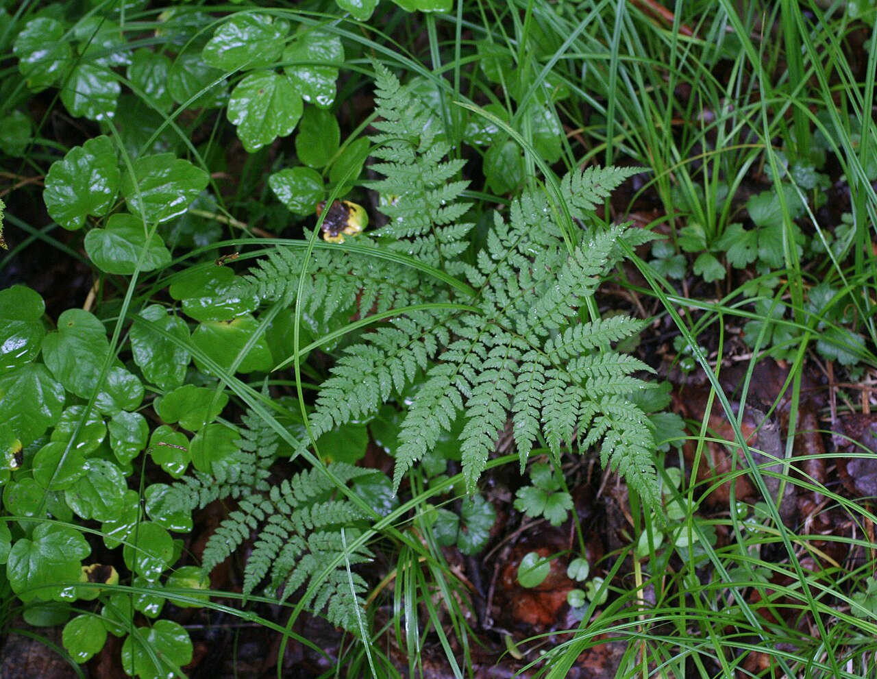 Athyrium spinulosum: Spinulose lady fern
