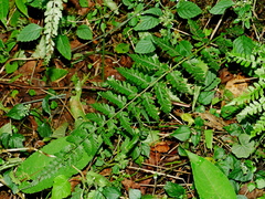 Athyrium strigillosum (Athyrium strigillosum)