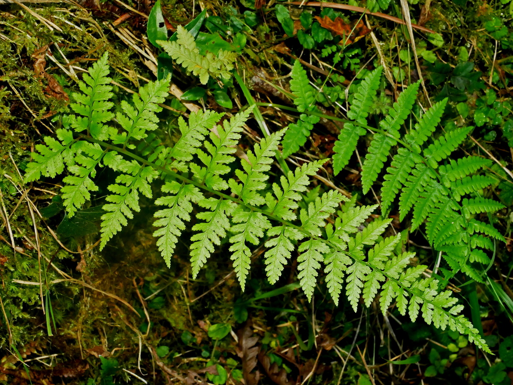 Athyrium strigillosum (Athyrium strigillosum)