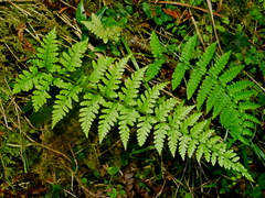 Athyrium strigillosum (Athyrium strigillosum)