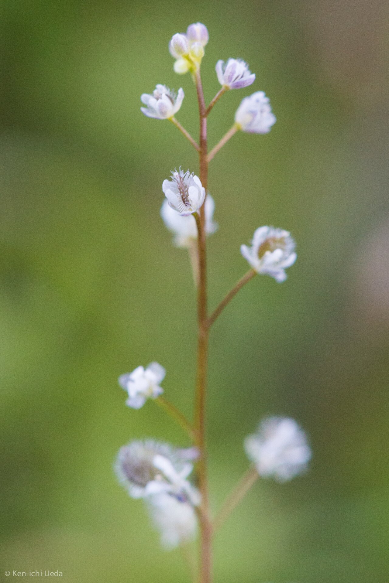 Common sandweed: common sandweed