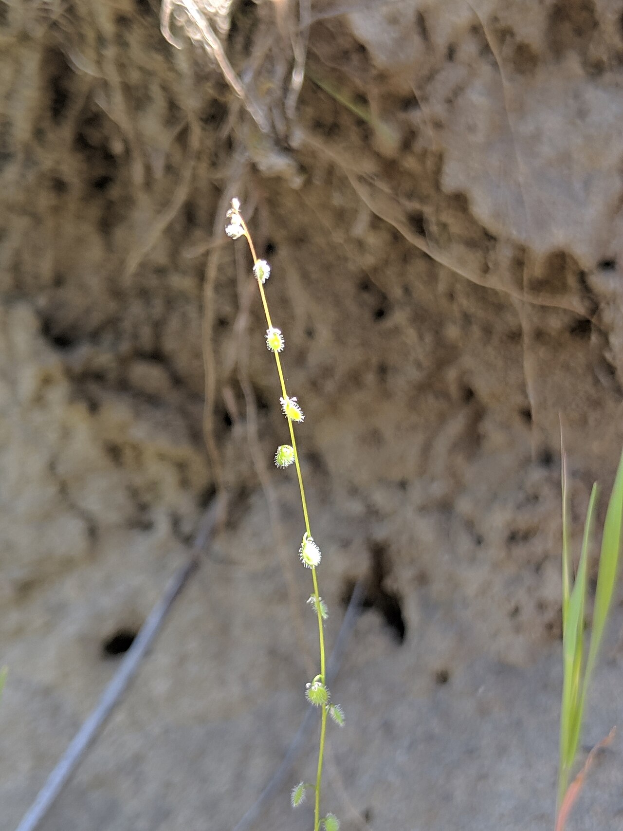 Common sandweed: common sandweed