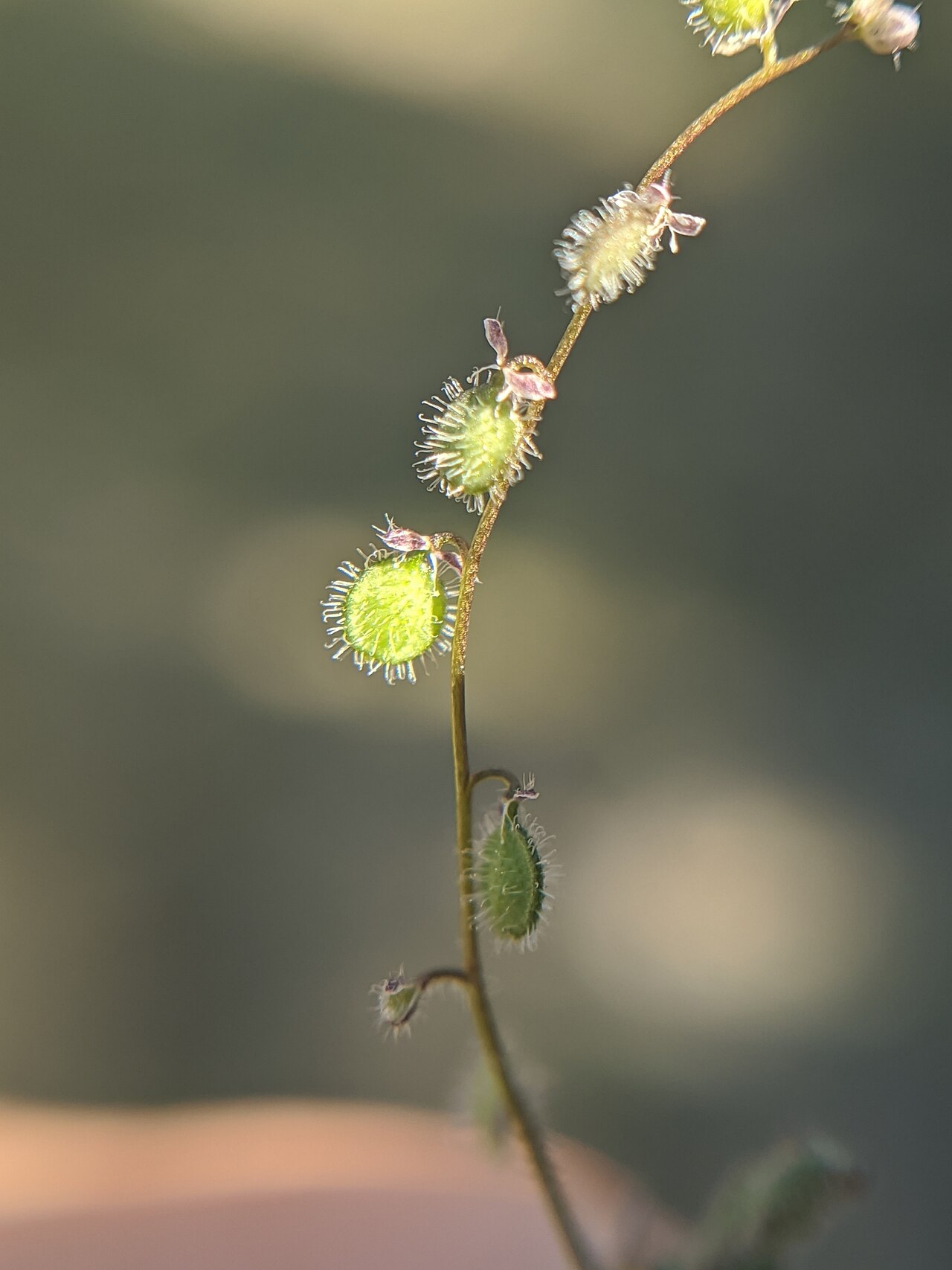Common sandweed: common sandweed
