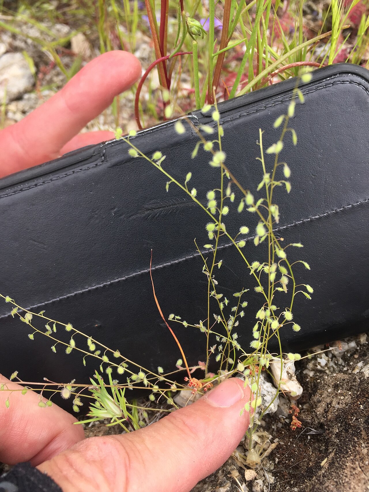 Common sandweed: common sandweed