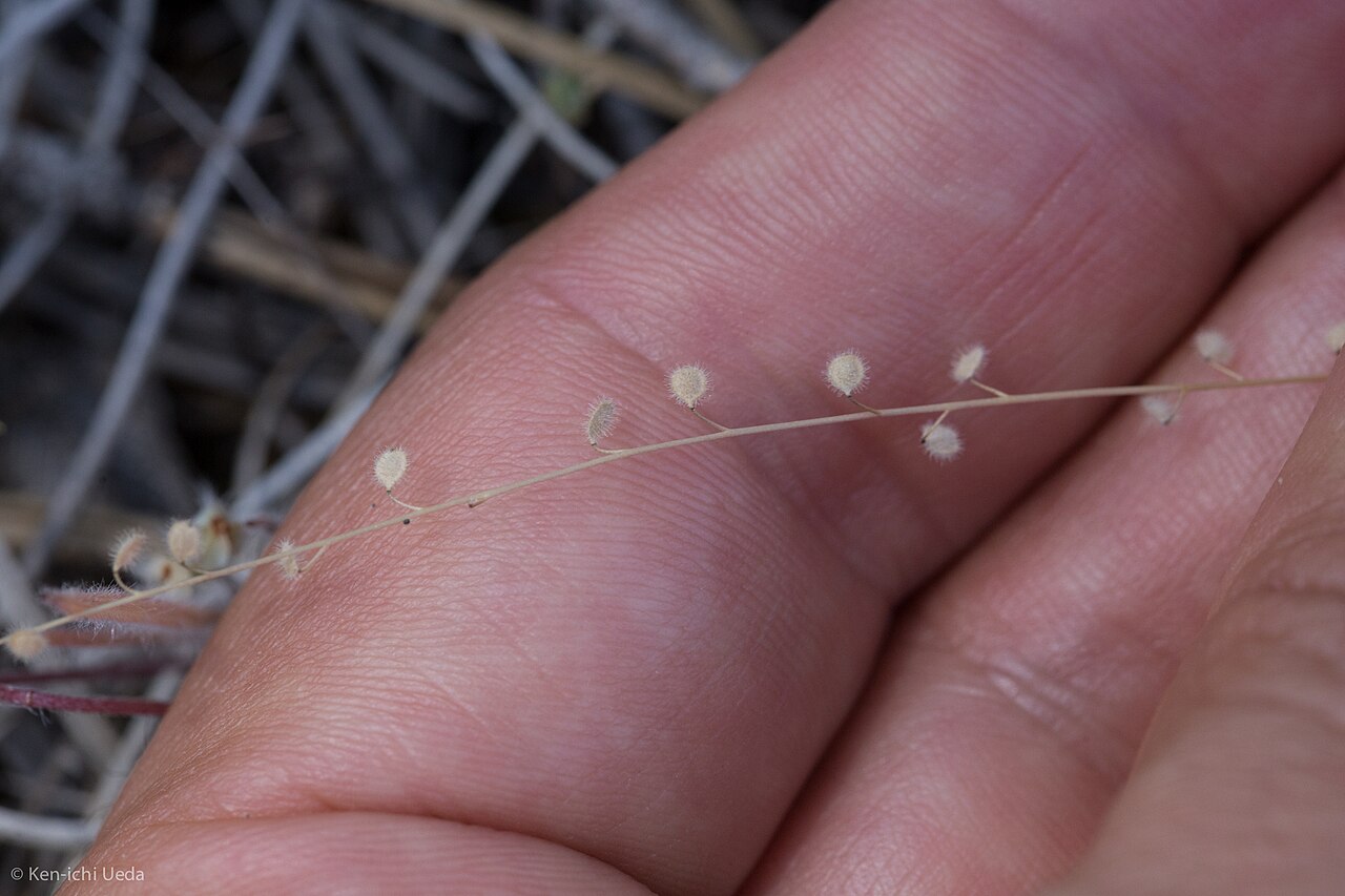 Common sandweed: common sandweed