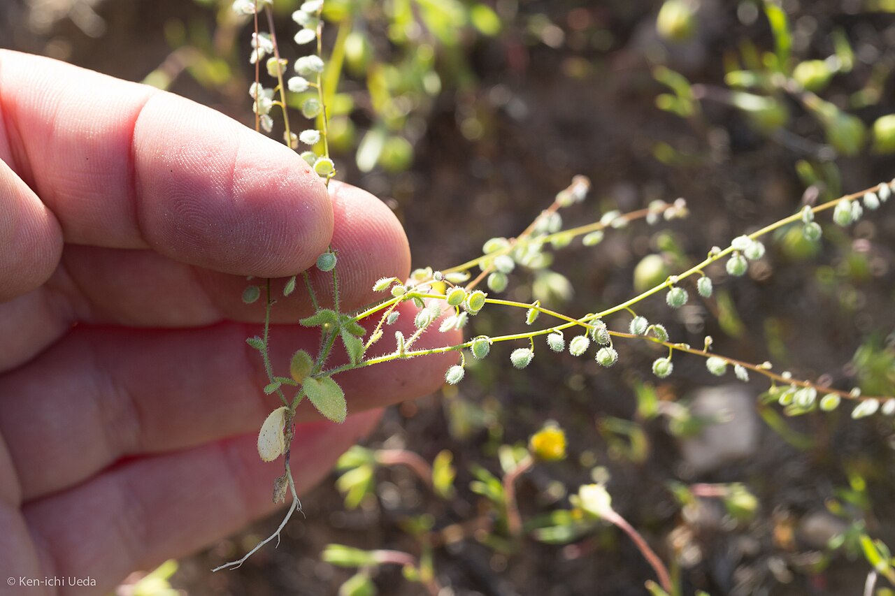 Common sandweed: common sandweed